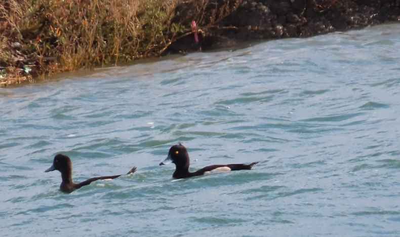 Tufted Duck